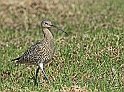 IMG_2333 alm14_k